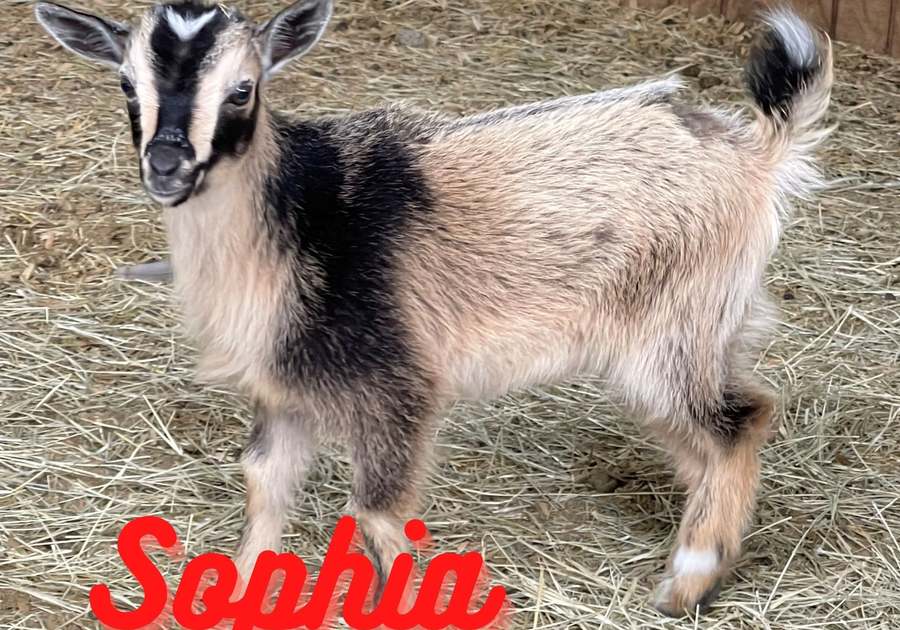 Sophia the Goat Morgan City Petting Zoo