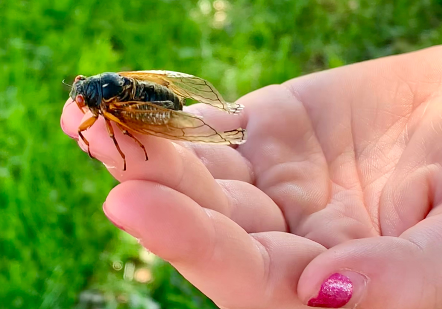 Cicada Summer 2024