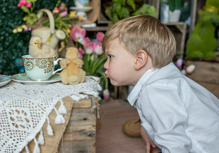 boy with chicks