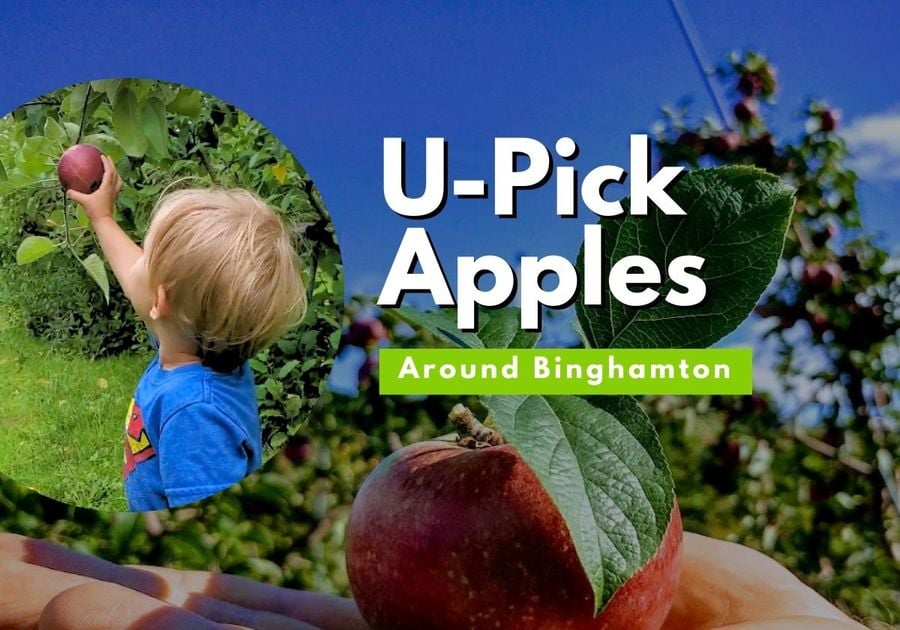 U-Pick Apples Around Binghamton NY Broome County