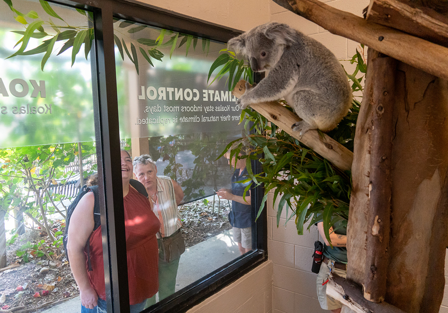 Koala Experience