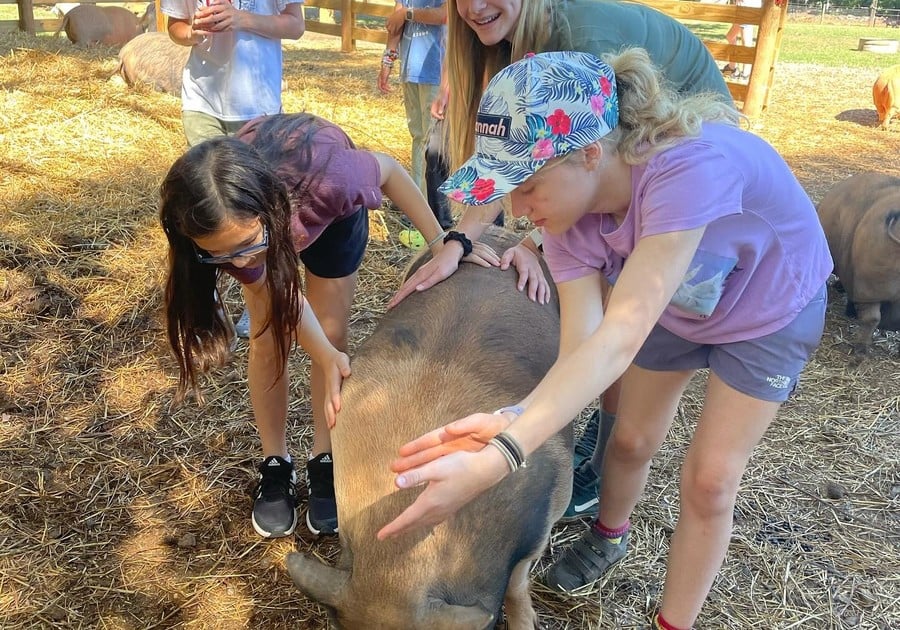 female campers taking care of pig