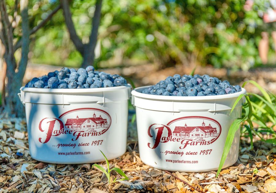 blueberries
