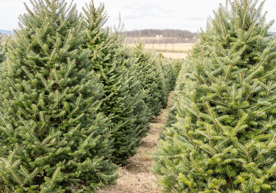 Cut Your own Christmas Tree near Bergen County
