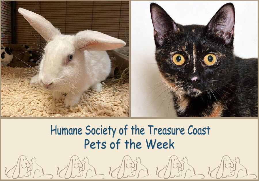 HSTC Macaroni Pets of the Week Hope and Cranberry
