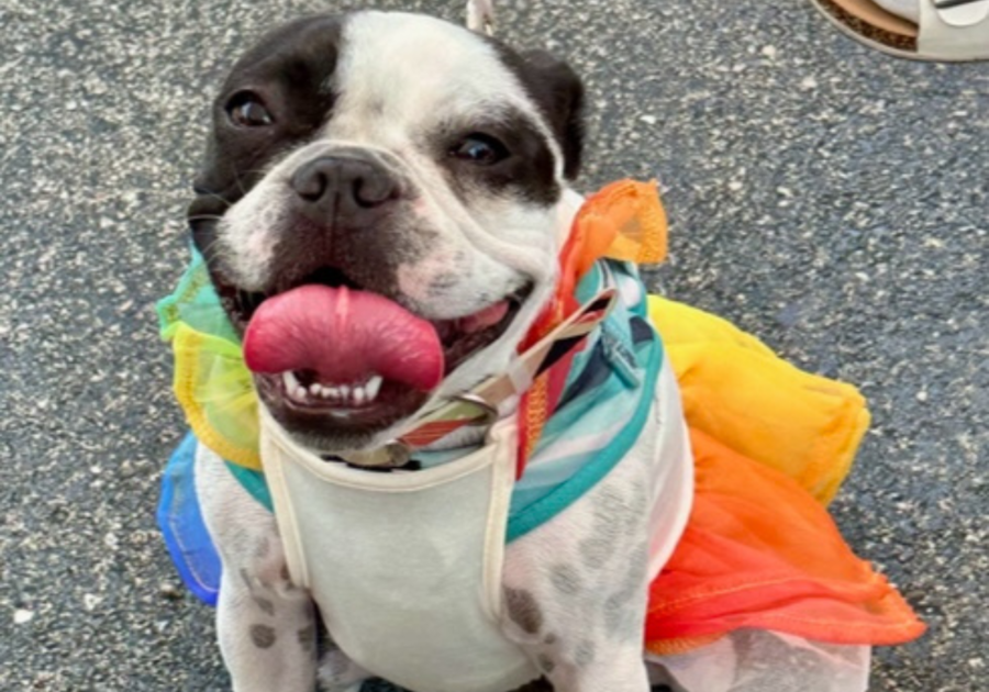 Elmhurst Family Pride Fest | Elmhurst Pride Collective