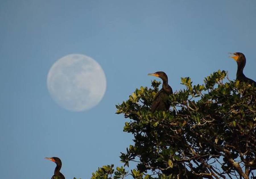 Pelican Harbor Seabird Station cruise biscayne bay miami north bay village