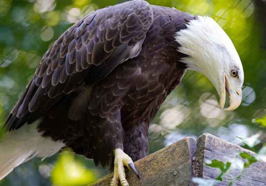 Eagle at the Brandywine Zoo