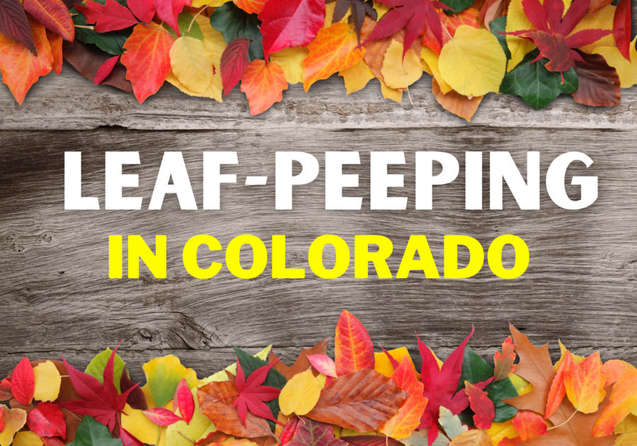 Leaf-Peeping In Colorado