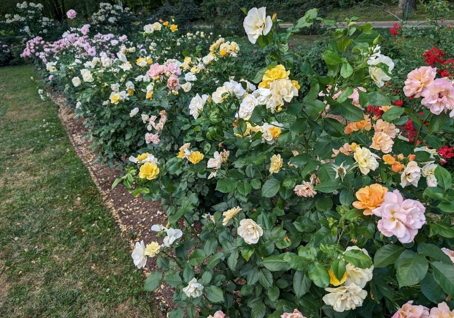 Jasper Crane Rose Garden