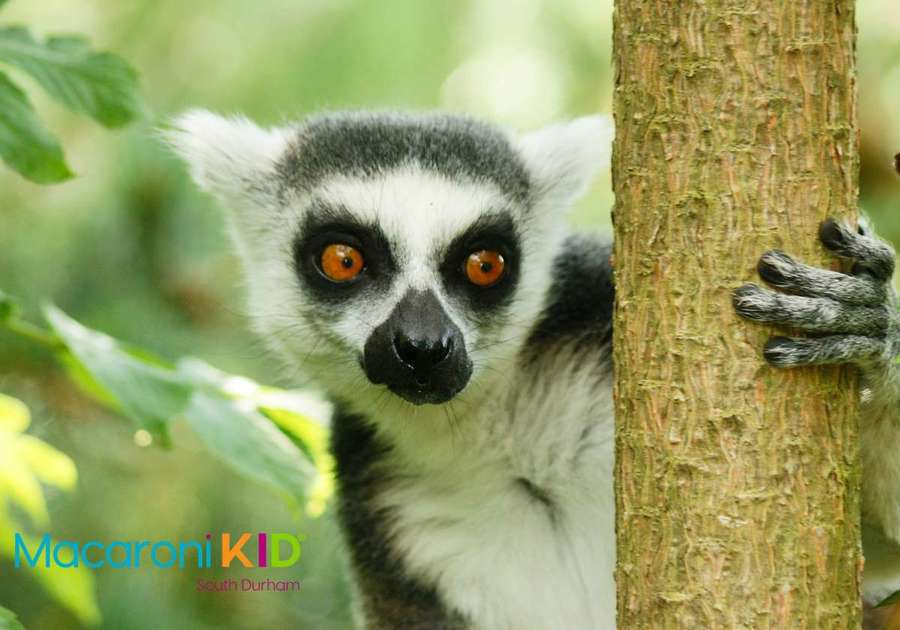 The Museum of Life and Science has a lemur exhibit