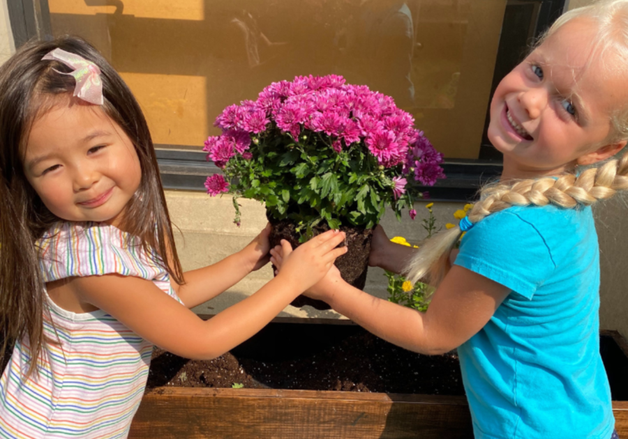 two preschool girls planting purple flower plant
