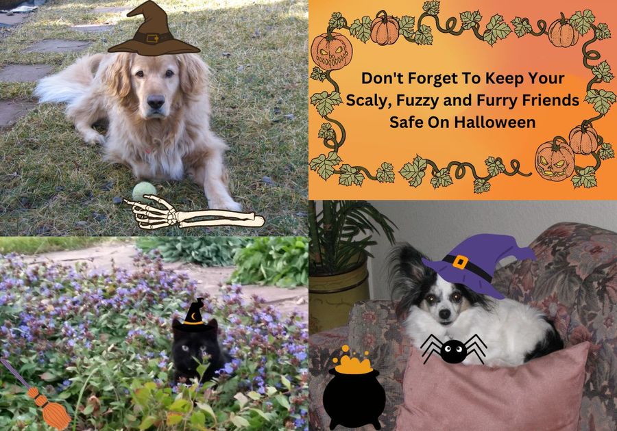 Keep your scaly, fuzzy, furry friends safe on halloween