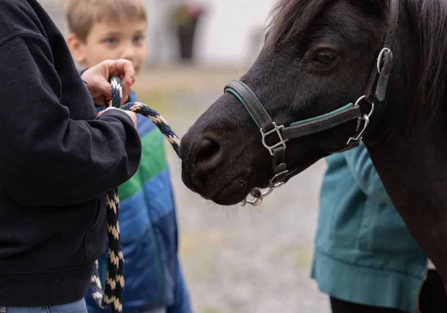 boy and horse