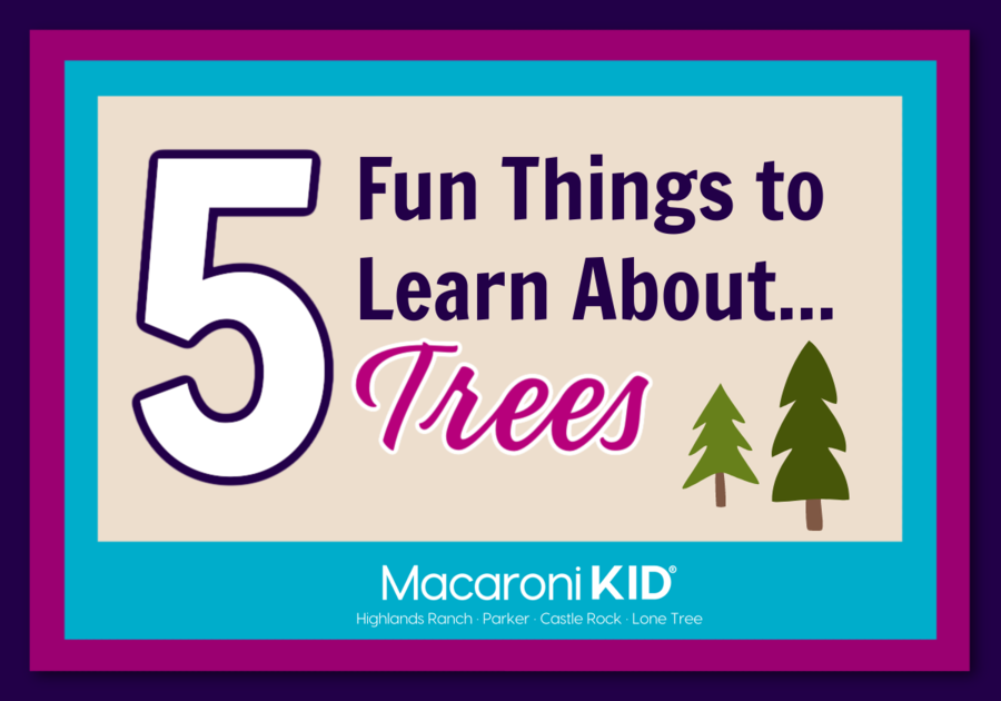 5 fun things to learn about trees