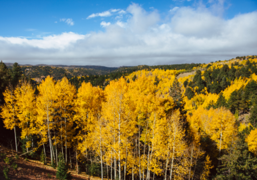 Colorado Fall - Canva.com