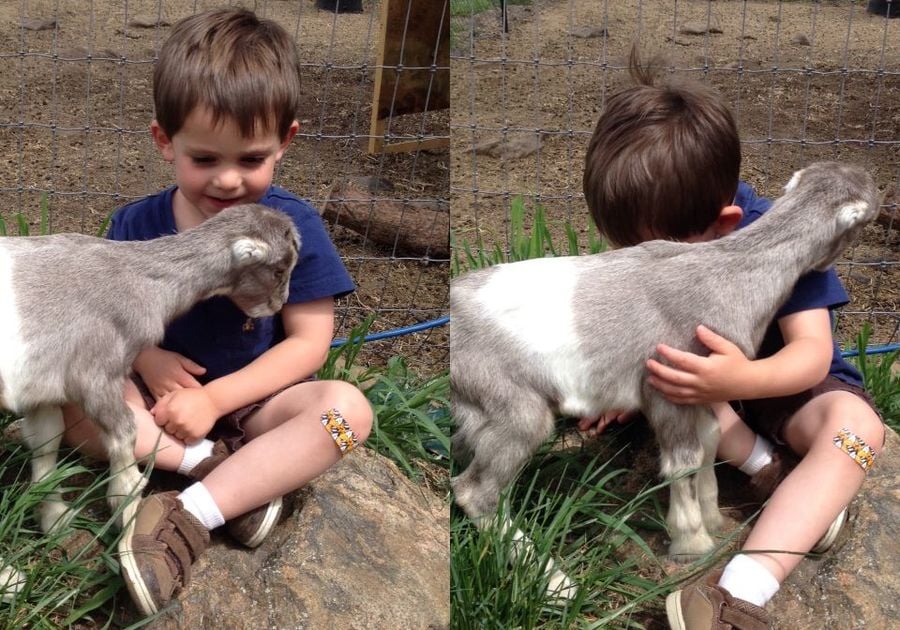 Firehouse Farms Goat petting Parties