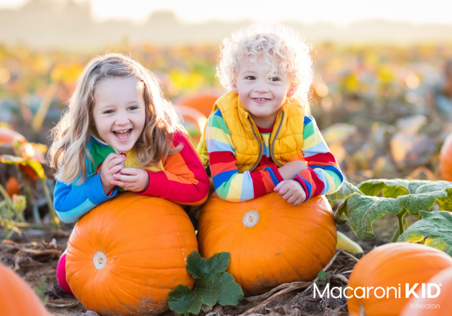 Pumpkin Patches near Wheaton, IL | Macaroni Kid Wheaton