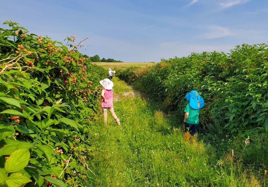 U-Pick Raspberries at Apple Hills in Binghamton NY