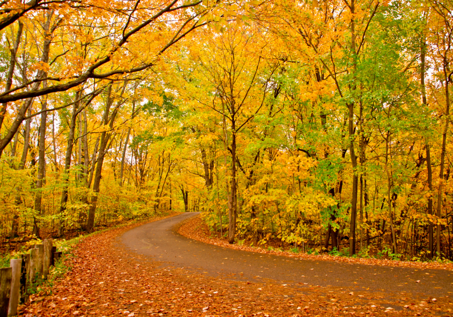 Where to see the changing leaves