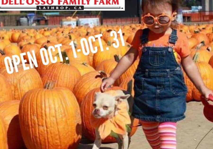 GIVEAWAY! Dell'Osso Family Farm Pumpkin Maze | Macaroni KID  Fremont-Newark-Union City
